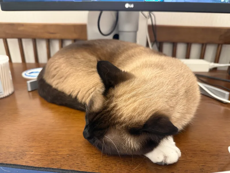 cat asleep on desk