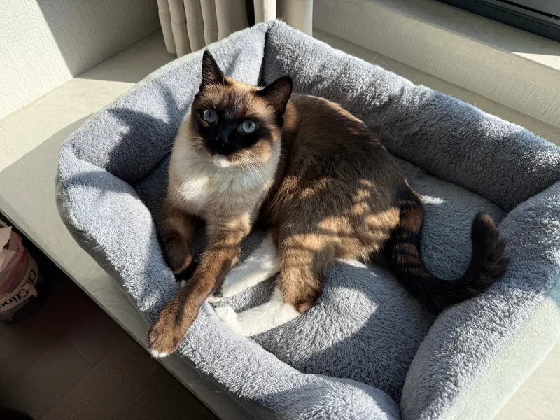 cat in bed
