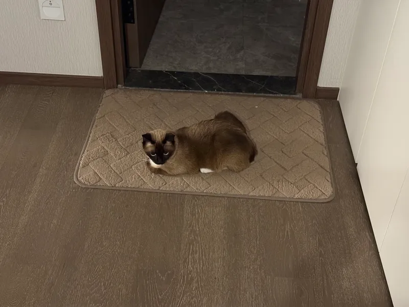cat on mat