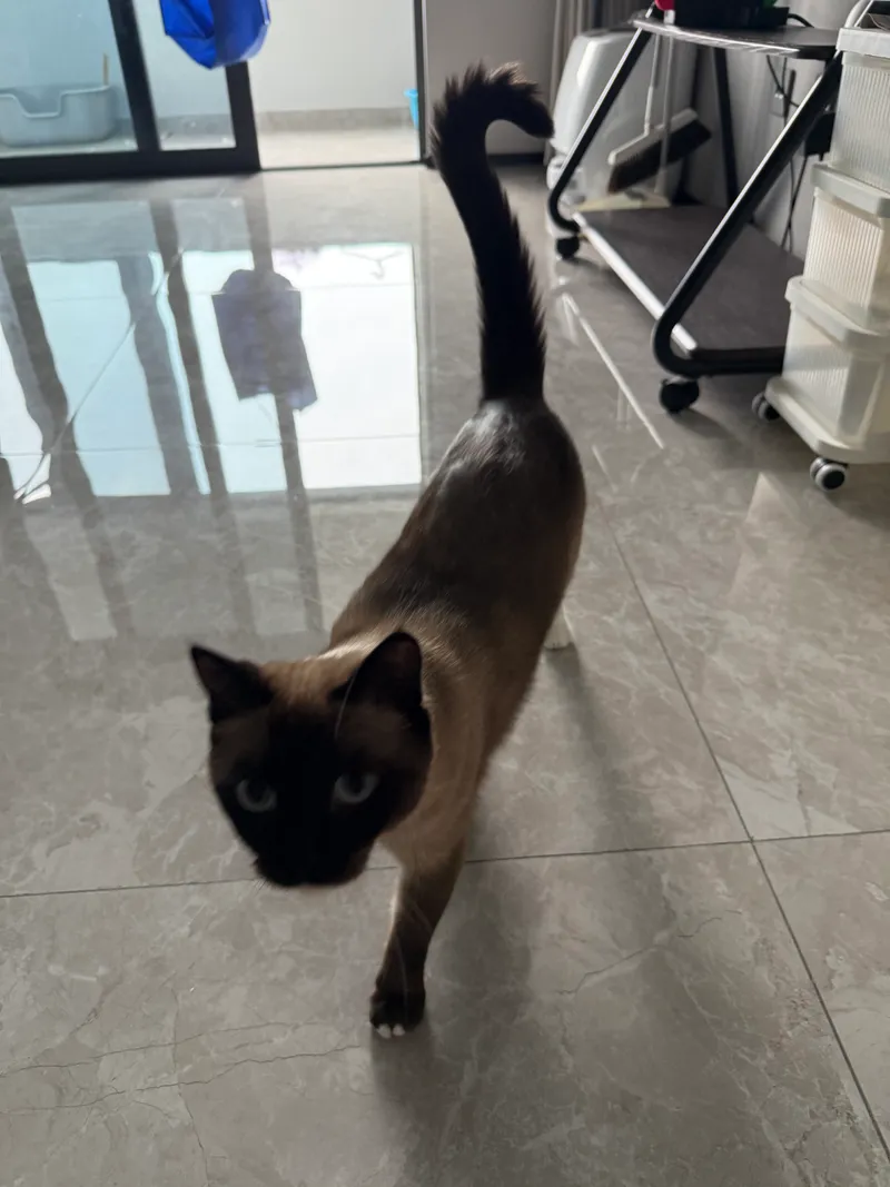 cat walking